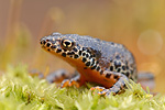 Bergmolch Triturus alpestris