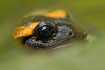 Feuersalamander Salamandra salamandra