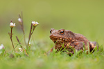 Erdkröte Bufo bufo