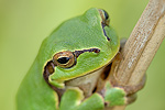 Laubfrosch Hyla arborea