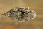 Erdkröte Bufo bufo