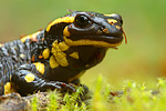 Feuersalamander Salamandra salamandra