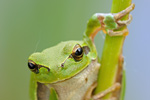 Laubfrosch Hyla arborea