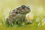 Kreuzkröte Bufo calamita