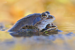 Moorfrosch Rana arvalis