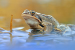 Moorfrosch Rana arvalis