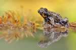 Gelbbauchunke Bombina variegata