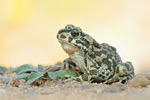 Wechselkröte Bufo viridis