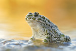 Wechselkröte Bufo viridis