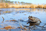 Erdkröte Lebensraum Bufo bufo