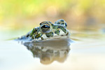 Wechselkröte Bufo viridis