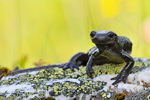 Alpensalamander Salamandra atra