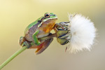 Kleinasiatischer Laubfrosch Hyla savignyi