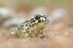 Östliche Wechselkröte Bufo variabilis