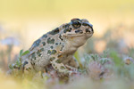 Östliche Wechselkröte Bufo variabilis