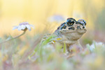 Östliche Wechselkröte Bufo variabilis