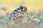 Östliche Wechselkröte Bufo variabilis