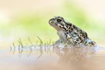 Wechselkröte Bufo viridis