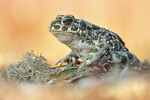 Wechselkröte Bufo viridis