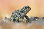 Wechselkröte Bufo viridis