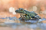 Seefrosch Pelophylax ridibundus