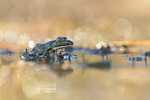 Seefrosch Pelophylax ridibundus