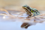 Seefrosch Pelophylax ridibundus