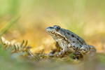 Seefrosch Pelophylax ridibundus