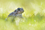 Kreuzkröte Bufo calamita