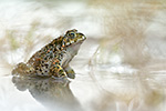 Wechselkröte Bufo viridis