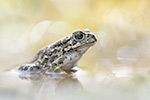 Wechselkröte Bufo viridis