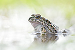 Wechselkröte Bufo viridis