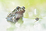 Wechselkröte Bufo viridis (2015-02-10)