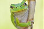 Laubfrosch Hyla arborea