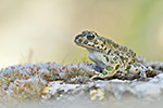 Östliche Wechselkröte Bufo variabilis