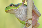 Laubfrosch Hyla arborea (2015-02-10)