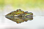 Seefrosch Pelophylax ridibundus