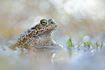 Kreuzkröte Bufo calamita