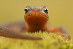 Teichmolch Triturus vulgaris