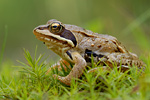 Moorfrosch Rana arvalis