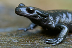 Alpensalamander Salamandra atra