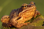 Springfrosch Rana dalmatina