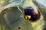 Froschlaich Rana species