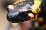 Feuersalamander Salamandra salamandra