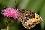 Kleiner Waldportier Hipparchia alcyone