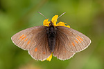 Kleiner Mohrenfalter Erebia melampus