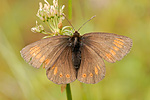 Kleiner Mohrenfalter Erebia melampus