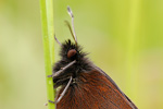 Gelbgefleckter Mohrenfalter Erebia manto