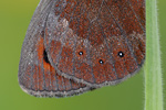 Graubindiger Mohrenfalter Erebia aethiops