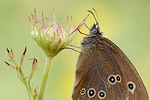 Brauner Waldvogel Aphantopus hyperantus